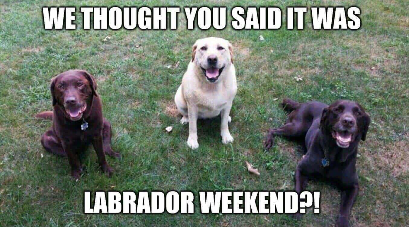 labor day memes with dogs