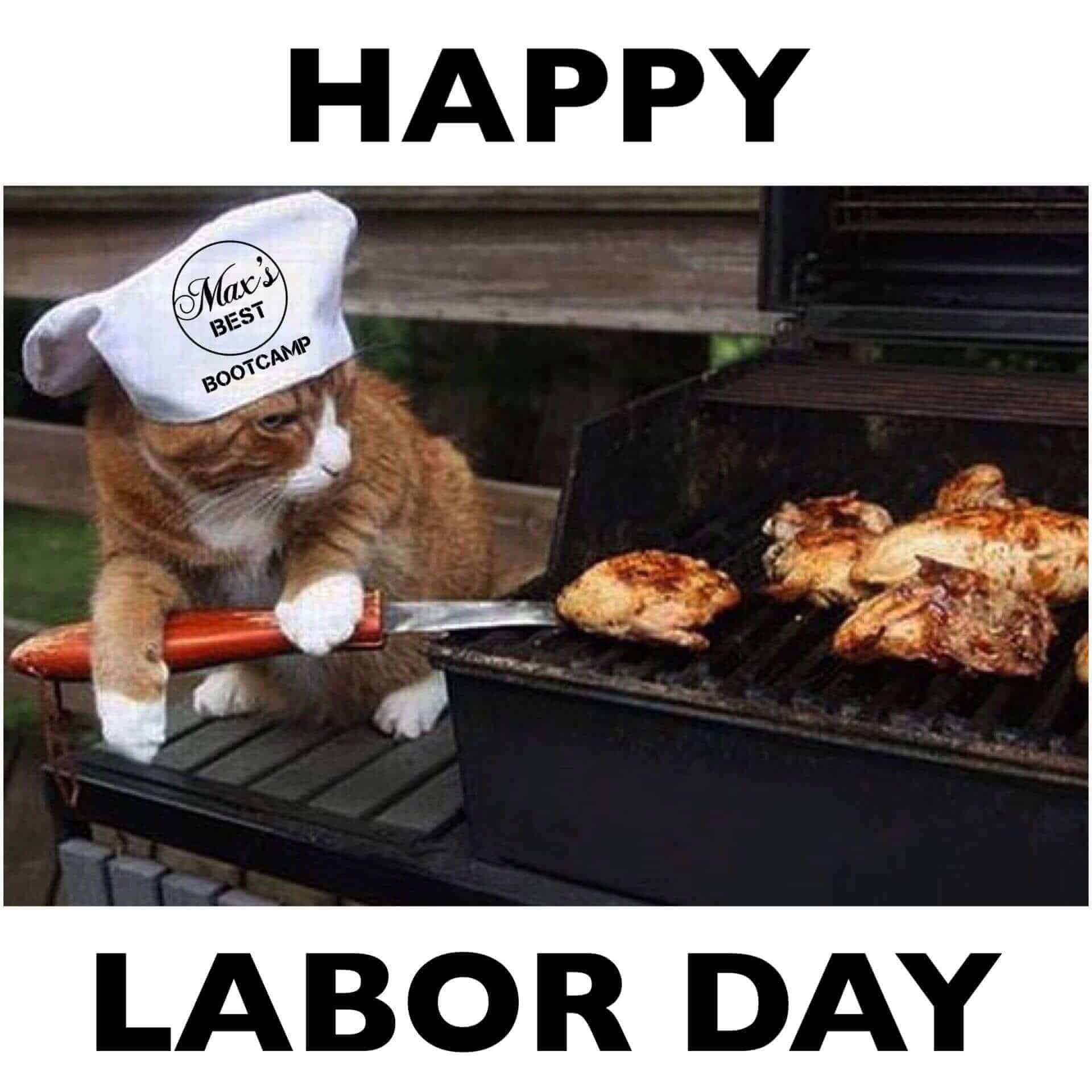 labor day cat memes