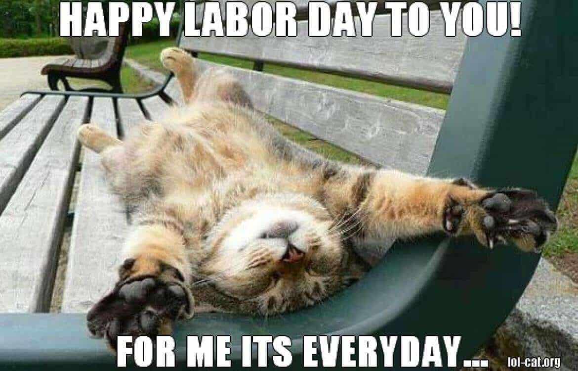 labor_day_meme_cat